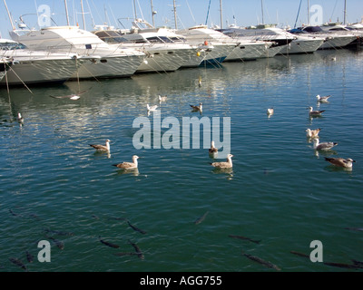 I gabbiani, Puerto Banus Costa del Sol, Spagna, Europa Foto Stock