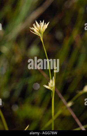 Becco bianco carici, rhynchospora alba Foto Stock