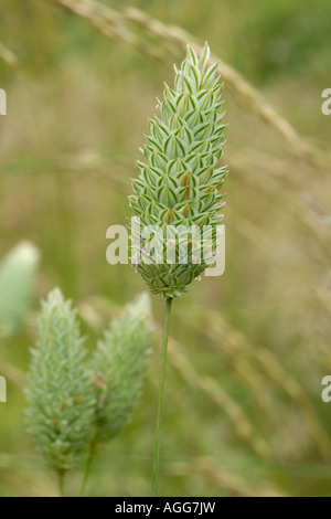 Scagliola, Phalaris canariensis Foto Stock