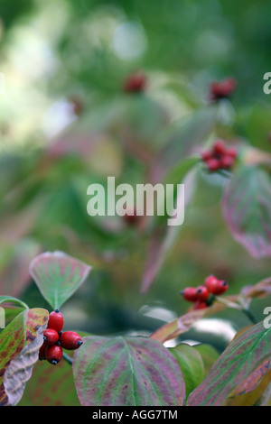 Una pianta cespugliosa con striature rosse foglie di colore verde brillante e bacche rosse che sono probabili velenoso Foto Stock