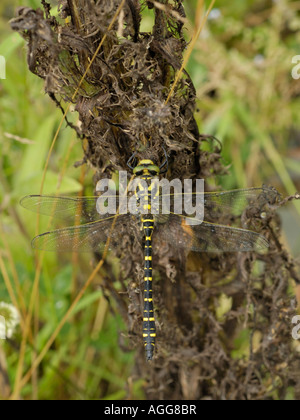 Golden inanellato dragonfly, Cordulegaster boltonii Foto Stock