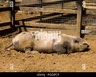 Oxford di sabbia e di suino nero a dormire Foto Stock