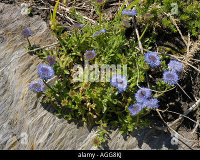 Pecora bit di fiori, Jasione montana Foto Stock