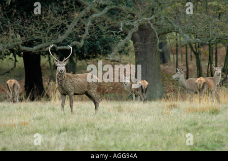 Red Deer in Windsor Great Park