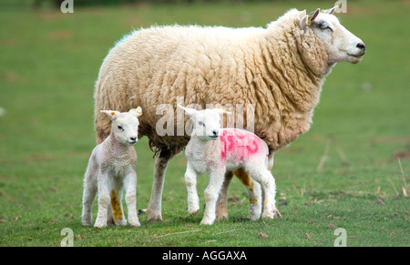 Sheep with twin lambs Foto Stock