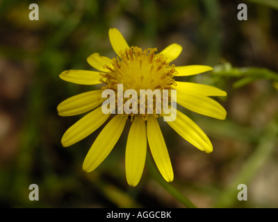 Lasciava in stretta erba tossica, Senecio inaequidens Foto Stock