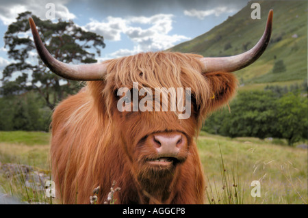 Highland bull, Isola di Skye in Scozia Foto Stock