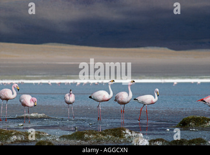 Bolivia, Uyuni, Gregge di fenicotteri Foto Stock