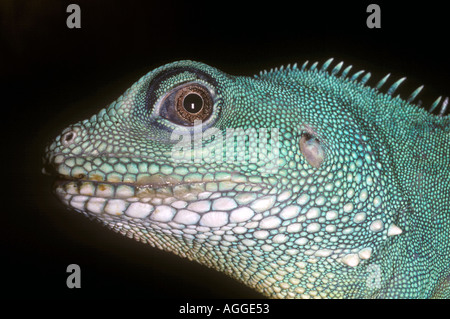 Acqua cinese dragon Foto Stock