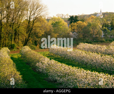 Meli in fiore a Hausman Frutticolo dal 1916, Coopersburg, Lehigh County, Pennsylvania, Stati Uniti d'America, Foto Stock