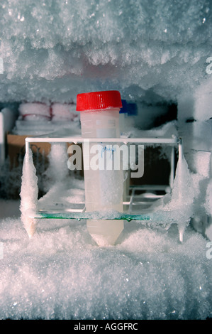 Campione in congelatore contenente DNA estratto - utilizzata in biologia molecolare e microbiologia Foto Stock