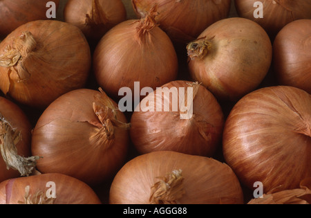 Allium cepa (gruppo aggregatum) "Sun Red'. Set di scalogno pronti per la semina Foto Stock