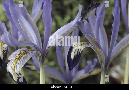 Iris reticulata 'Marquerite'. Foto Stock