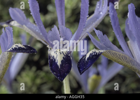 Iris reticulata 'Marquerite'. Foto Stock