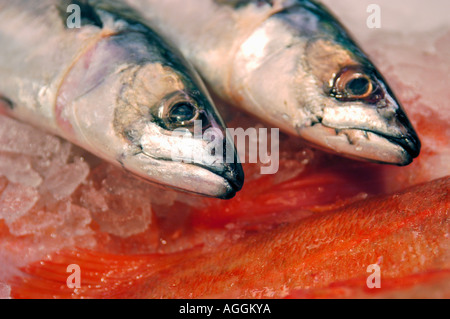 Pesci di acqua dolce in vendita Foto Stock
