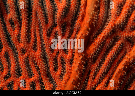 Maldive baa atoll dahofanu un buon ventilatore di mare annella mollis Foto Stock