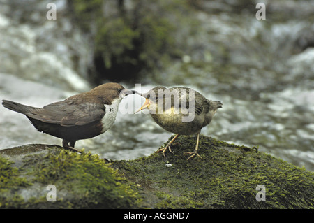 Bilanciere (Cinclus cinclus), uccello adulto con giovani bird Elemosinare il cibo, Germania, East Westfalia, 05 apr. Foto Stock