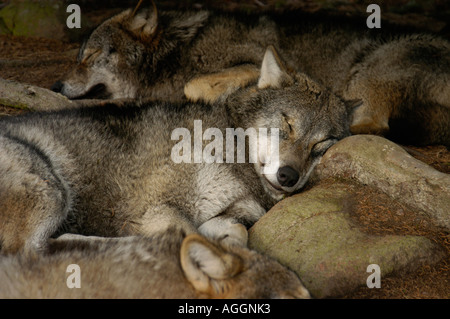 Sleeping lupi, Kolmården Wildlife Park, Svezia Foto Stock