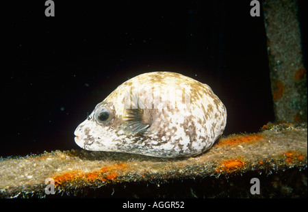 Puffer mascherato, mascherato pufferfish (Arothron diadematus), Colore di notte, Egitto, Mar Rosso, Mar 05. Foto Stock