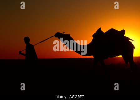 L uomo alla guida di un cammello, stagliano dal sole al tramonto, Jaisalmer, Rajasthan, India Foto Stock