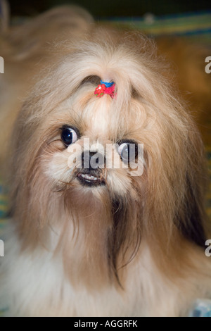 Cane a capelli lunghi con occhi incrociati; ritratto di "cani arrabbiati" della razza di cane Pekingese arrabbiata che mostra denti, squinting e schiocchi. Thailandia animale domestico con nastro in capelli. Foto Stock