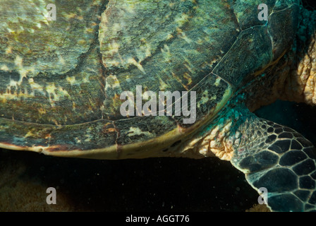 Maldive atollo di Ari testa di pesce di una tartaruga embricata Eretmochelys Imbricata Shell Foto Stock