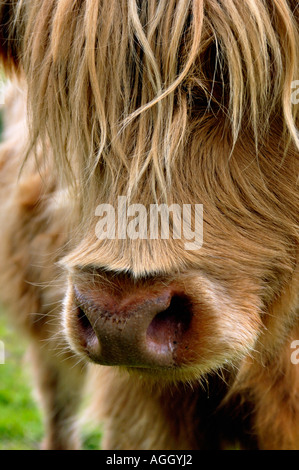 Highland bull, Scozia Foto Stock