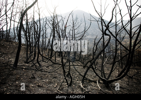 L'Italia, Abruzzo, Capestrano - 2007. Wildfire Foto Stock