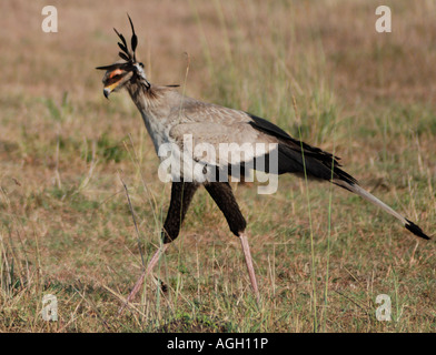 Segretario bird Masai Mara riserva nazionale del Kenya Africa orientale Foto Stock