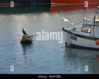 Un cormorano seduto su una boa Foto Stock