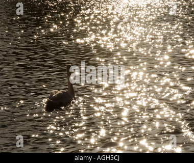 Cigni nuoto con pezzata luce solare frizzante la retroilluminazione sul lago Foto Stock