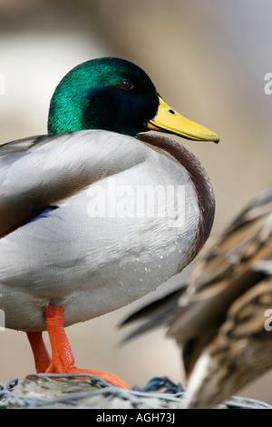 In piedi drake Mallard duck. Foto Stock