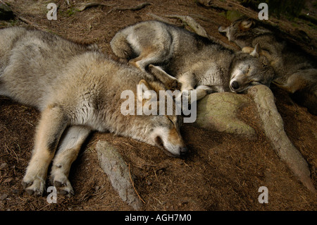 Sleeping lupi, Kolmården Wildlife Park, Svezia Foto Stock