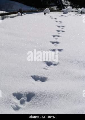 Le tracce degli animali in neve fresca Foto Stock