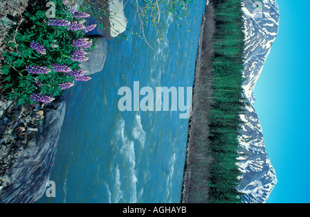 Stati Uniti d'America Alaska Parks Highway East Fork Fiume Chulitna con Nootka Lupini Lupinus nootkatensis in primo piano Foto Stock