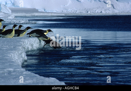 Pinguini imperatore entra in acqua Foto Stock