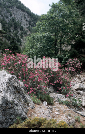 Oleandro (Nerium oleander), Agia Irini-Ravine con arbusti fioriti, Grecia, Creta Foto Stock