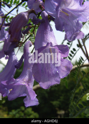 Jacaranda (Jacaranda mimosifolia), fiori Foto Stock