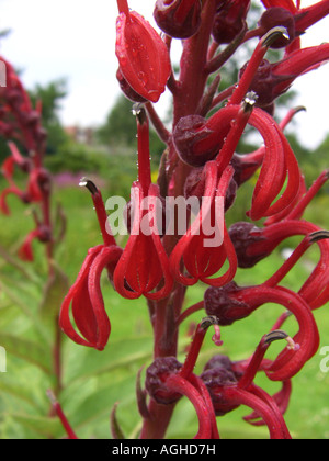 Il Cardinale fiore, Devil's Tabacco, tabacchi del Diabolo (Lobelia tupa), fiori Foto Stock