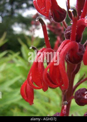 Il Cardinale fiore, Devil's Tabacco, tabacchi del Diabolo (Lobelia tupa), fiori Foto Stock