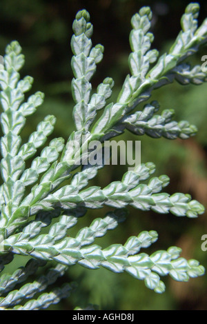 Arborvitae coreano (Thuja koraiensis), ramoscello, parte inferiore Foto Stock