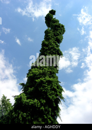 Colorado blue abete (picea pungens 'pendula", Picea pungens pendula), albero singolo Foto Stock