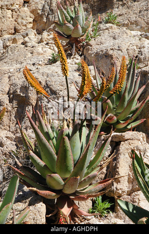 Mountain Aloe, piatto flowerd Aloe, grande spinosa aloe (Aloe marlothii), fioritura, STATI UNITI D'AMERICA, Arizona, Boyce Thompson Arboretum Foto Stock