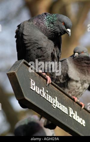 Pigeon seduti sul segno a Buckingham Palace in Green Park London Regno Unito Foto Stock