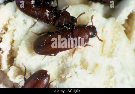 Rosso ruggine farina beetle Tribolium castaneum pest di storage sui residui di granella Foto Stock