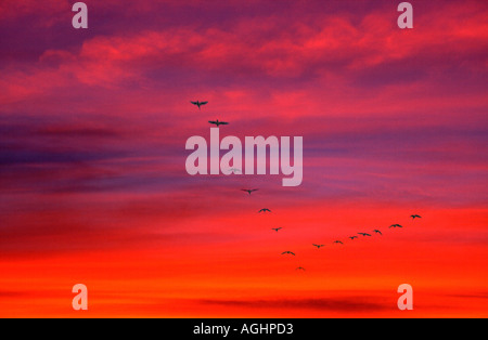 La migrazione di oche in autunno - Radley Oxfordshire 2 Foto Stock