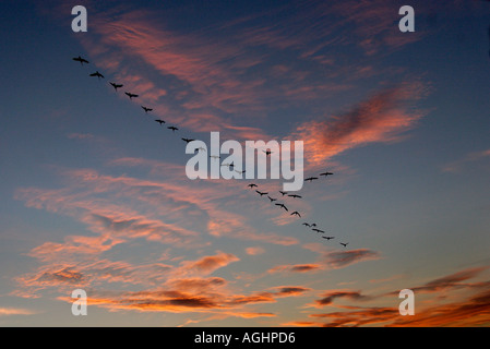 La migrazione di oche in autunno - Radley Oxfordshire 3 Foto Stock