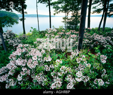 Mountain Laurel (Pa fiore nazionale), il lago Wallenpaupack; Pocono Mountains, Pike County, Wayne County, Pennsylvania, STATI UNITI D'AMERICA Foto Stock