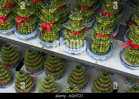 Acqua decorativi piante di bambù per il feng shui decorazione ornamentale durante il nuovo anno cinese in vendita a Chinatown in stallo Foto Stock