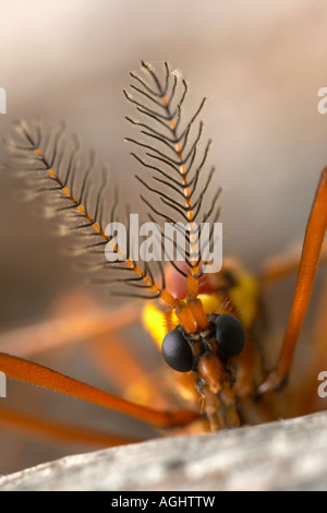 Ritratto di un maschio di gru fly Ctenophora festiva Francia Foto Stock